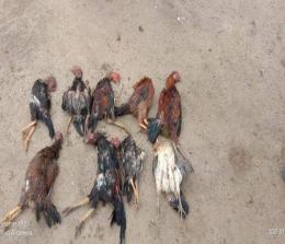 Ilustrasi unggas mati akibat flu burung (foto/int)